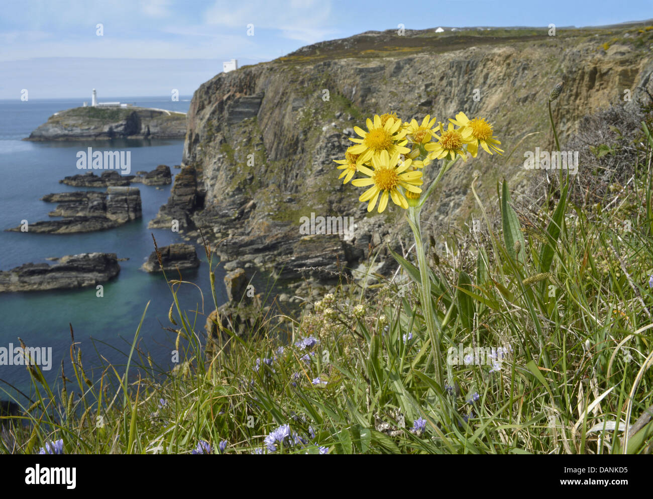 Fleawort South Stack - Tephroseris integrifolia ssp maritima Banque D'Images