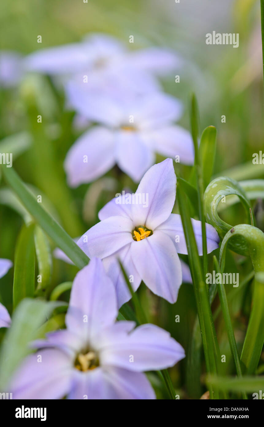 Printemps La trientale boréale (ipheion uniflorum n) Banque D'Images
