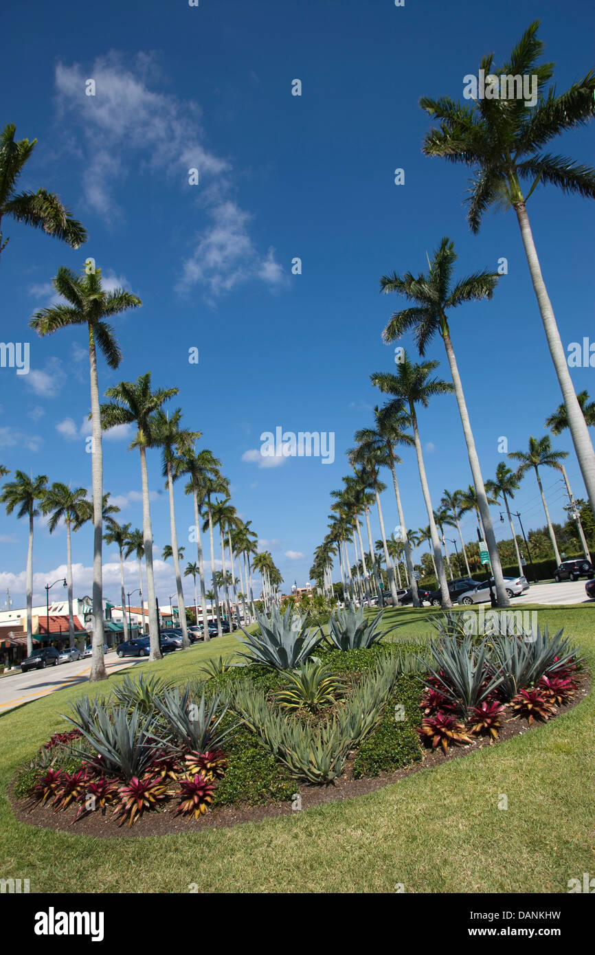 Palmiers ROYAL POINCIANA WAY PALM BEACH FLORIDE USA Banque D'Images