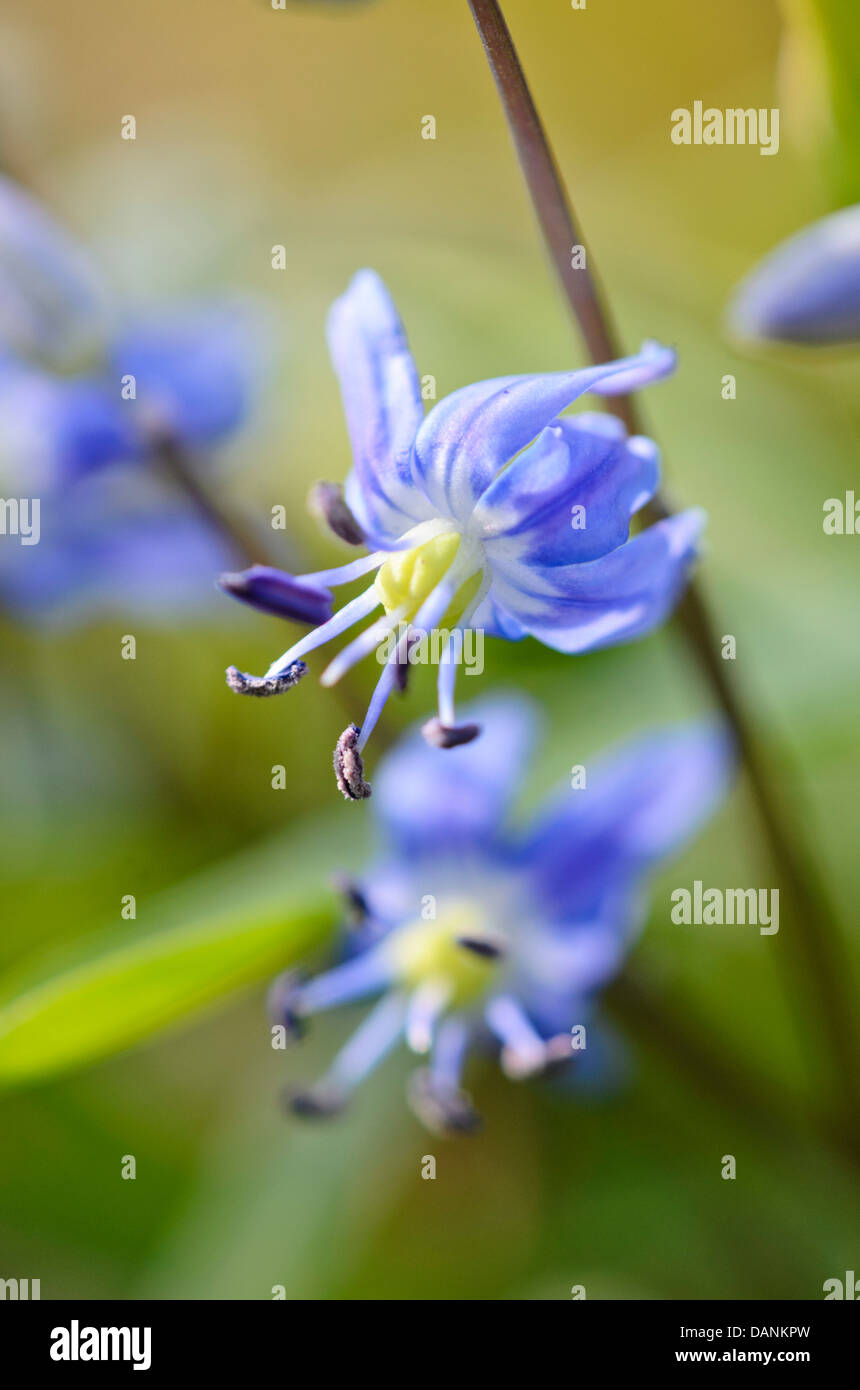 Star squill (scilla amoena) Banque D'Images