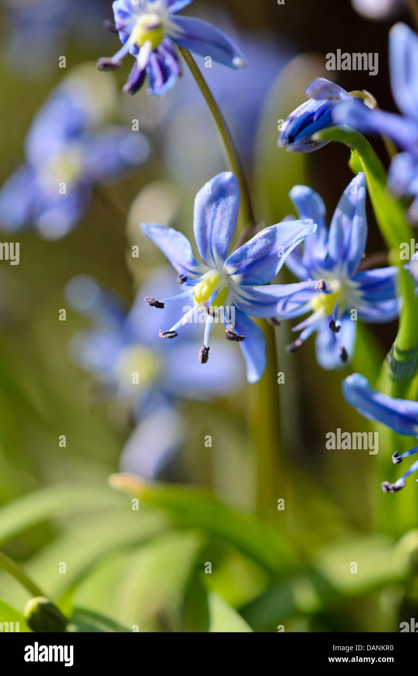 Star squill (scilla amoena) Banque D'Images