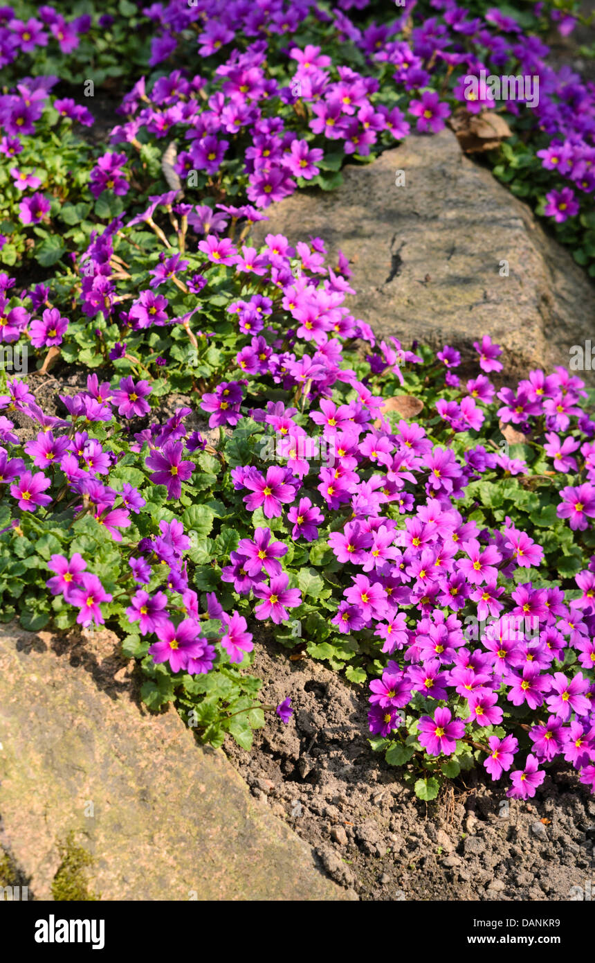 Primrose primula juliae (violet) Banque D'Images