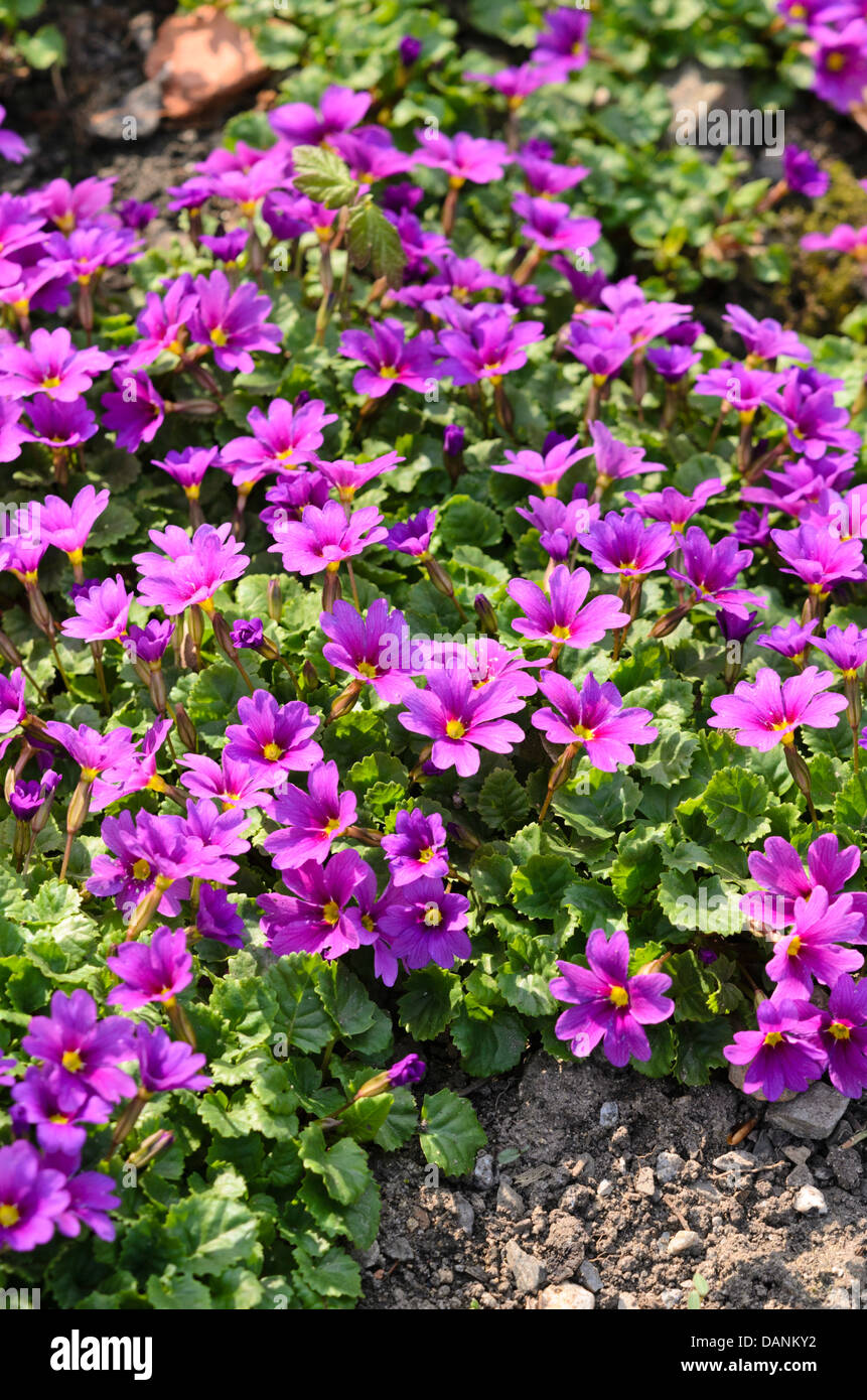 Primrose primula juliae (violet) Banque D'Images