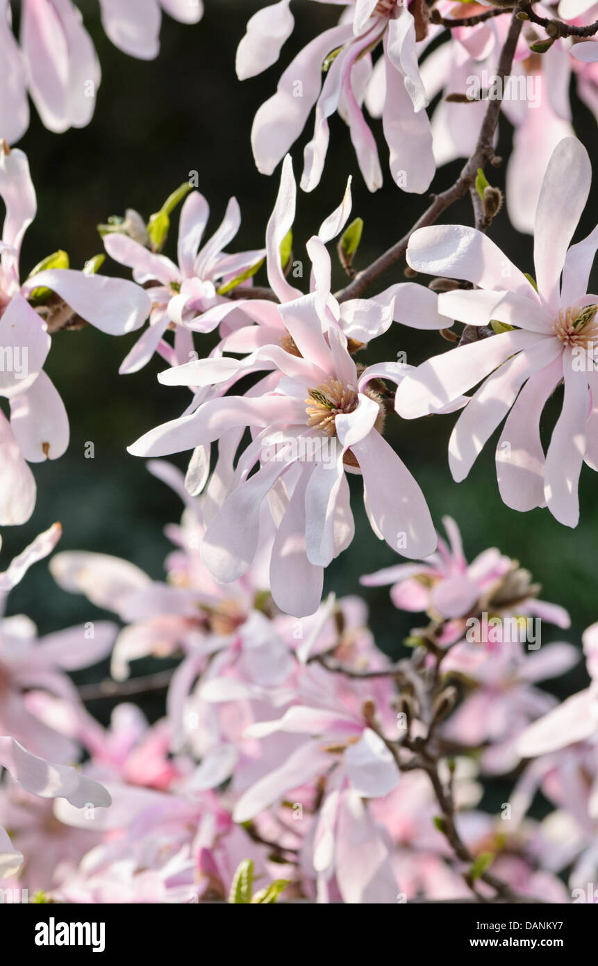 Magnolia (Magnolia x loebneri 'leonard messel') Banque D'Images