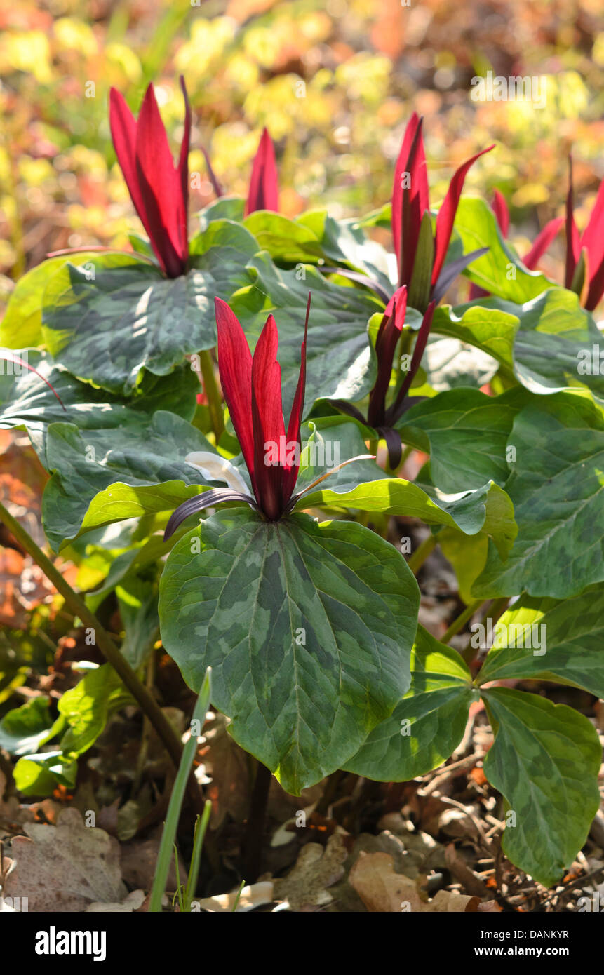 Trillium kurabayashii (Trillium) Banque D'Images