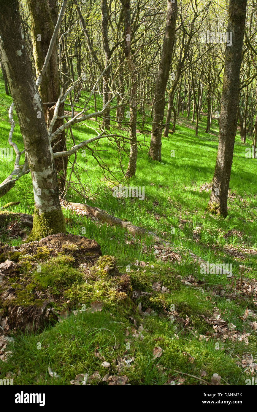 Forêt de chênes sessiles suspendus à Gilfach Farm, Bois-guillaume, Radnorshire, au Pays de Galles Banque D'Images