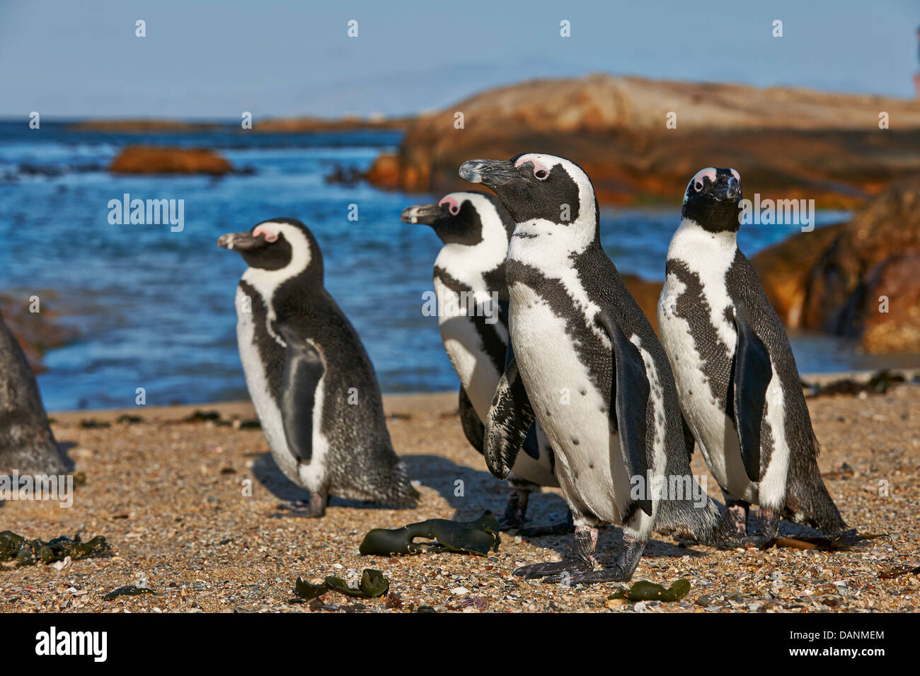 Manchot Spheniscus demersus, rochers, Plage, Simon's Town, Cape Town, Western Cape, Afrique du Sud Banque D'Images
