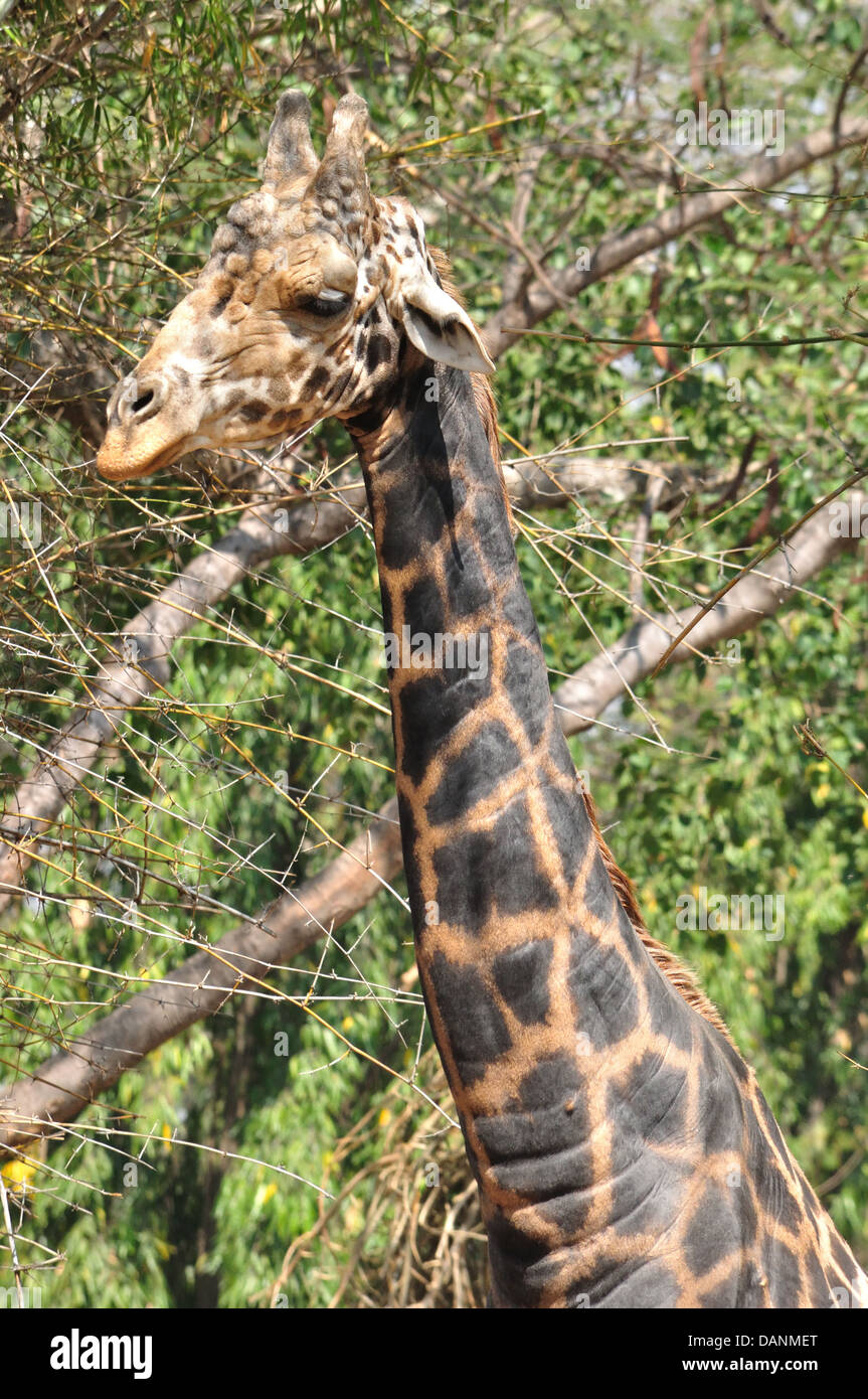 Girafe Banque D'Images