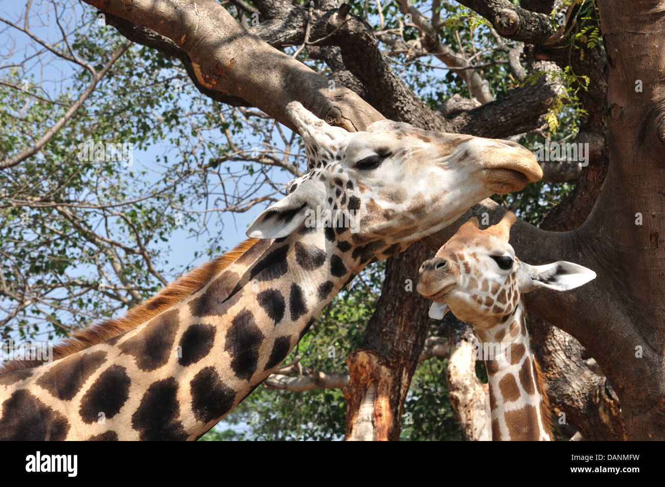 Girafe Banque D'Images