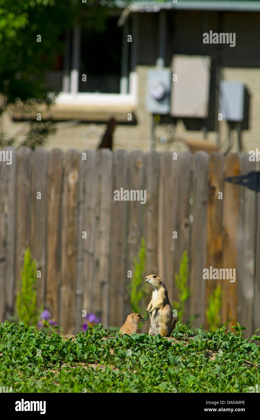 Des profils les chiens de prairie au printemps vivant à proximité de suburban home, Aurora Colorado nous. Banque D'Images