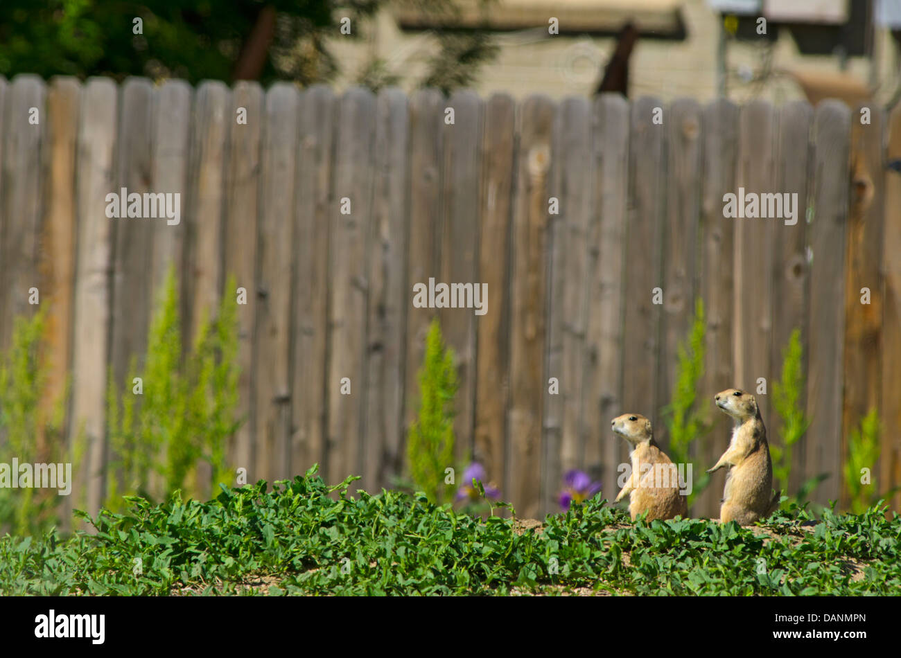 Des profils les chiens de prairie au printemps vivant à proximité de suburban home, Aurora Colorado nous. Banque D'Images