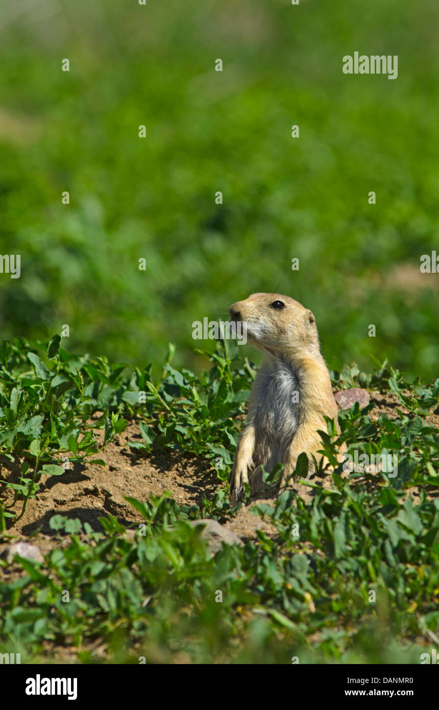 Chien de prairie à queue noire près de burrow est alerte au photographe, Aurora Colorado nous. Photo prise en été. Banque D'Images