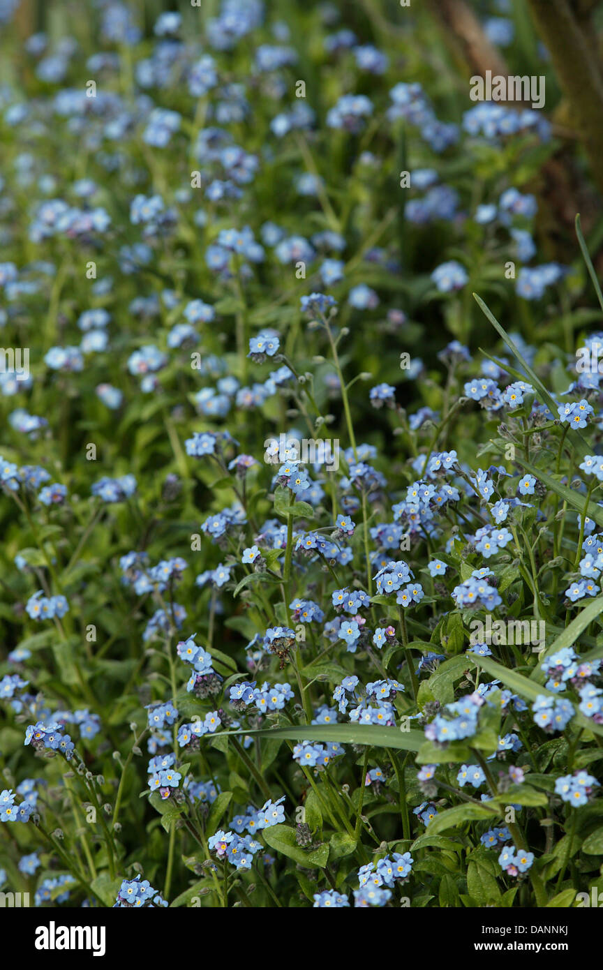 Une reprise de blue forget-me-not fleurs dans un jardin. Banque D'Images