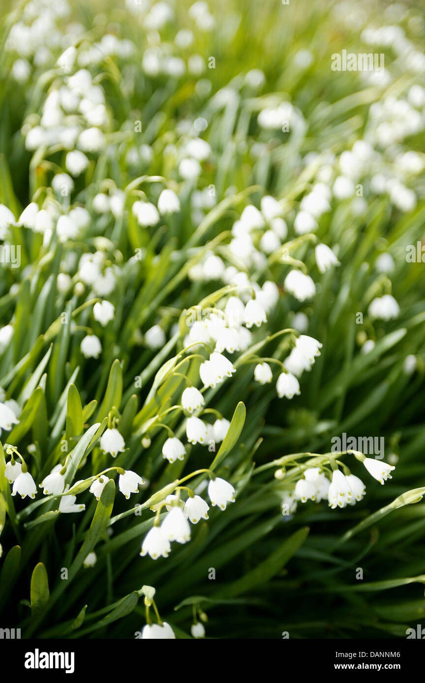 Petit flocon blanc leucojum fleurs dans un jardin. Banque D'Images