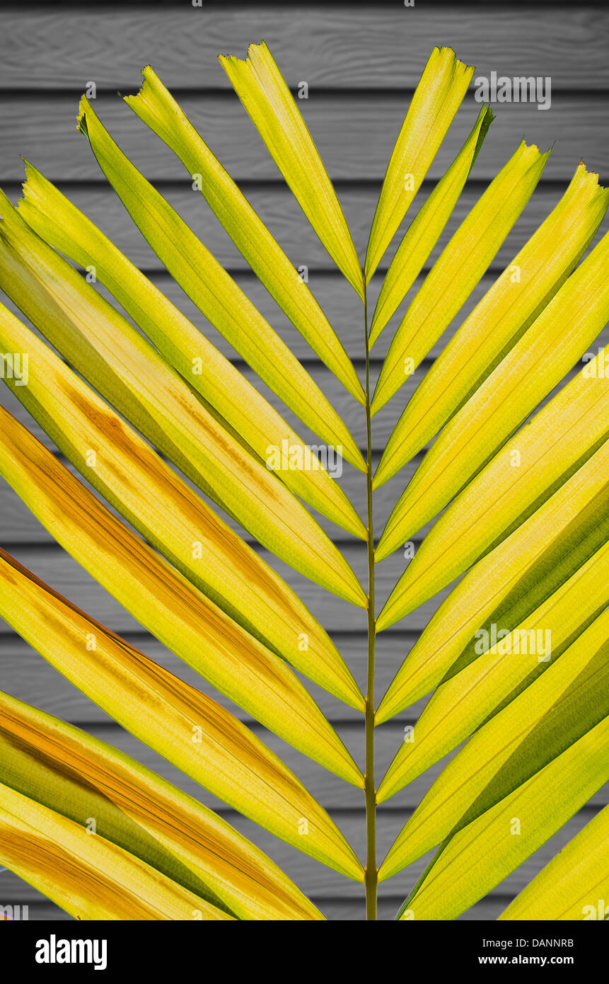 Le pétale sur feuille de palmier en bois Désaturer Wall Background Banque D'Images