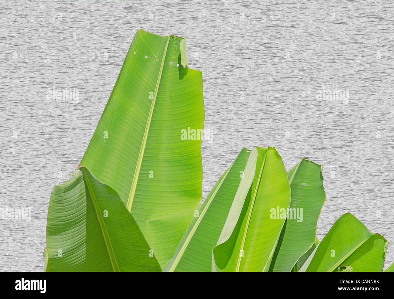 Les feuilles de banane sur fond de mur en bois Banque D'Images