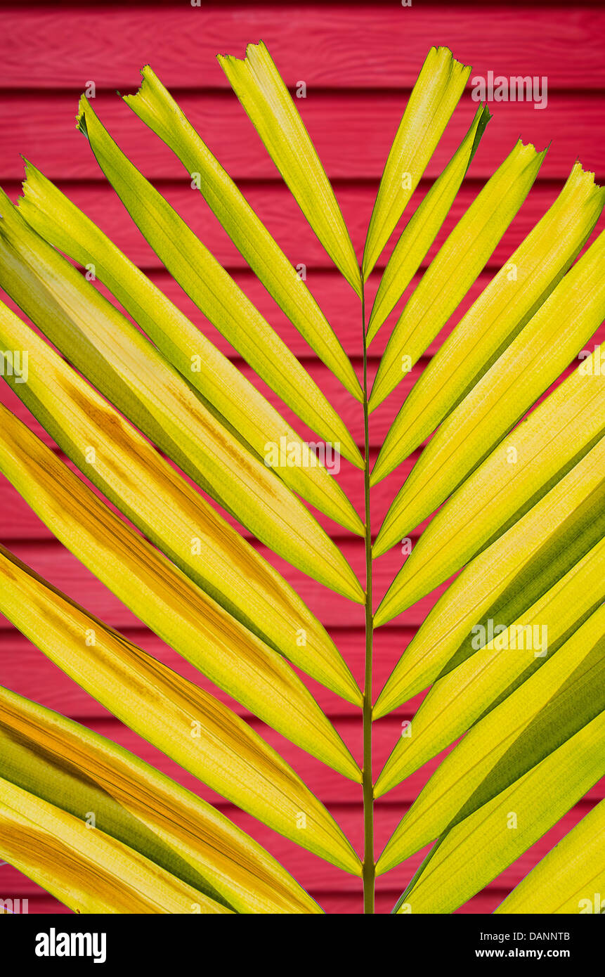 Le pétale sur feuille de palmier coloré flou de profondeur Wall Background Banque D'Images