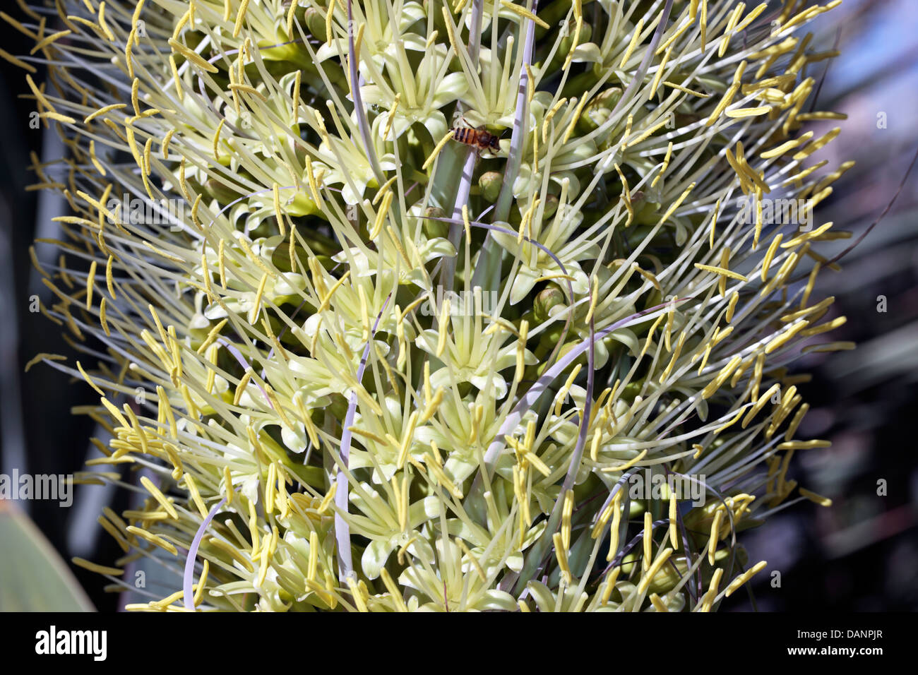 Close-up de cou de cygne/ Agave Agave queue du Lion/ de la sétaire verte fleurs d'Agave Agave- Agavoididae attentuata - famille Banque D'Images