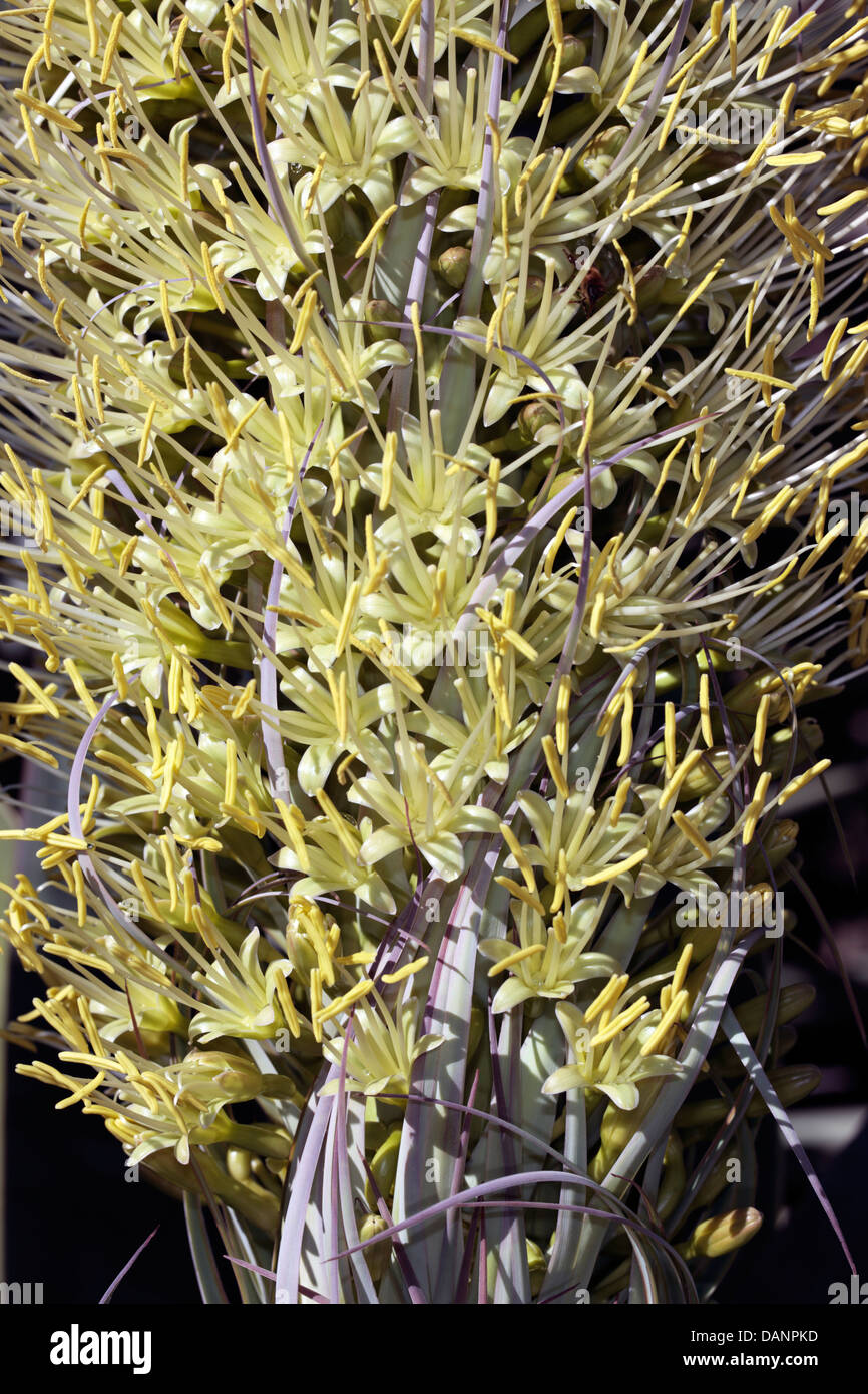 Close-up de cou de cygne/ Agave Agave queue du Lion/ de la sétaire verte fleurs d'Agave Agave- Agavoididae attentuata - famille Banque D'Images