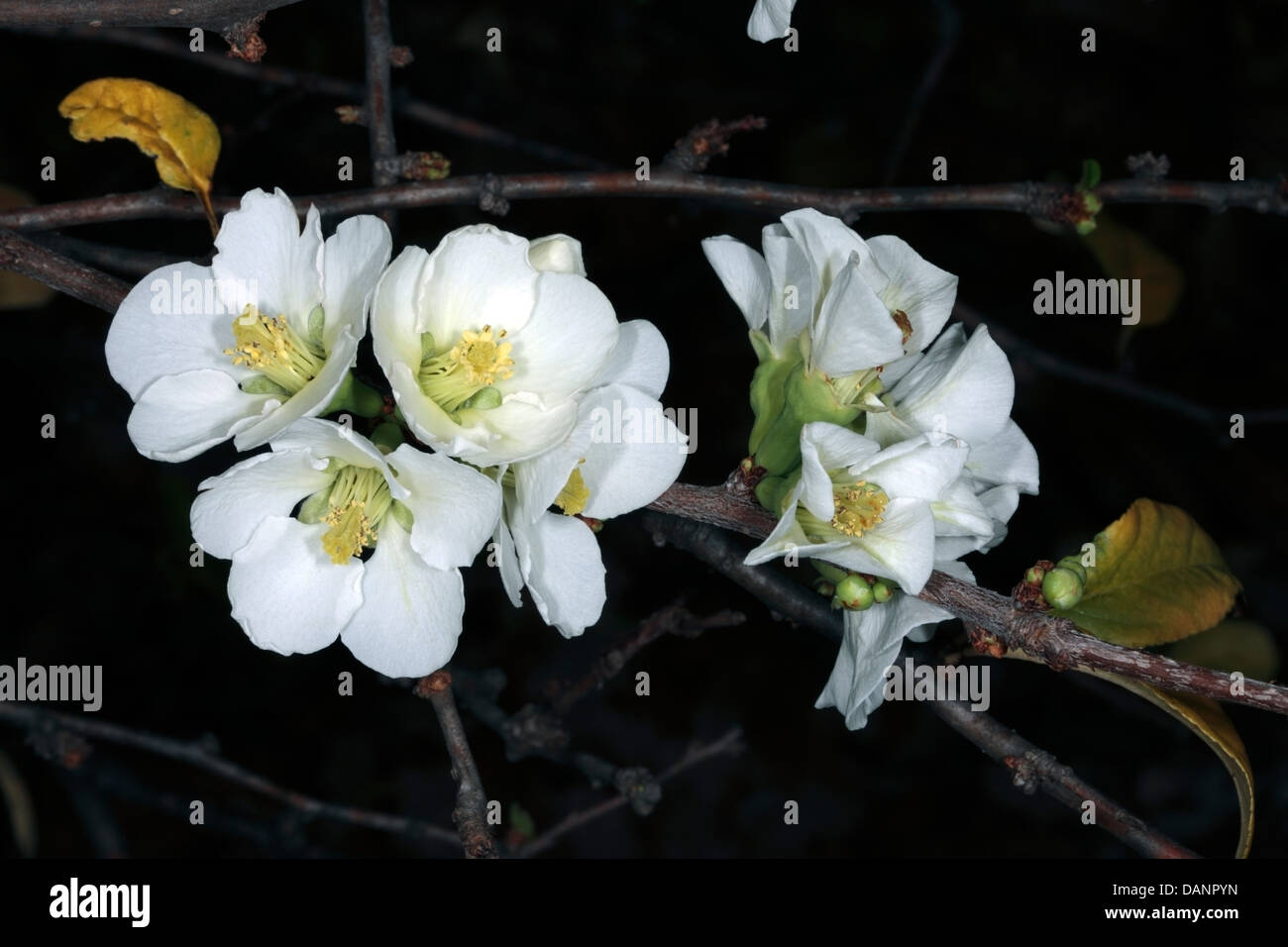 Close-up of Japanese flowering quince flowers - Chaenomeles speciosa / Chaenomeles japonica- Famille Rosaceae Banque D'Images