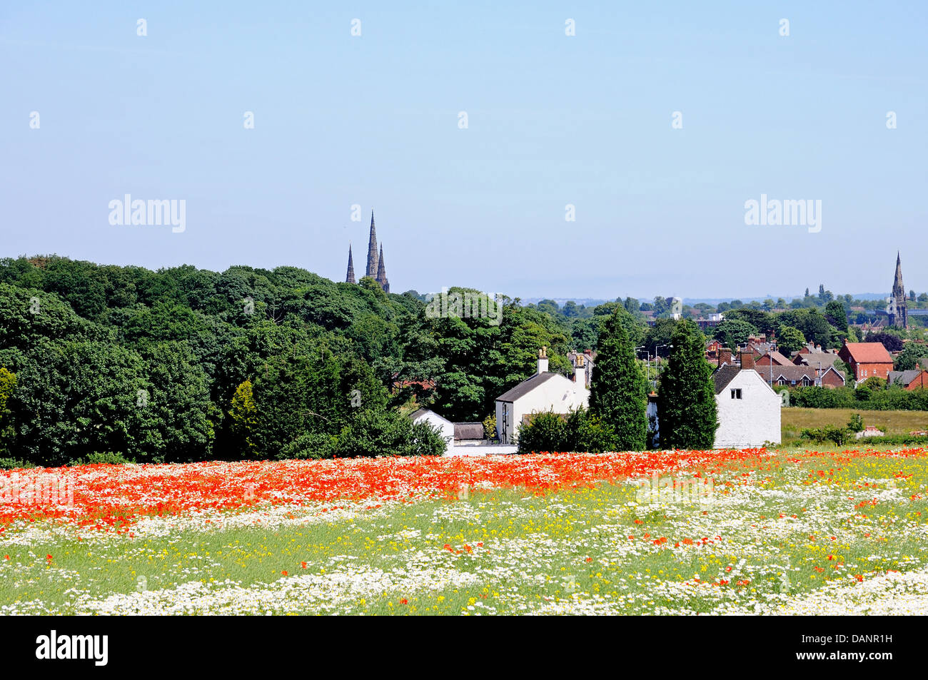 Champ de pavot jaune et blanc mélangé avec des fleurs sauvages à la recherche vers la cathédrale, Lichfield, Angleterre, Royaume-Uni, Europe. Banque D'Images