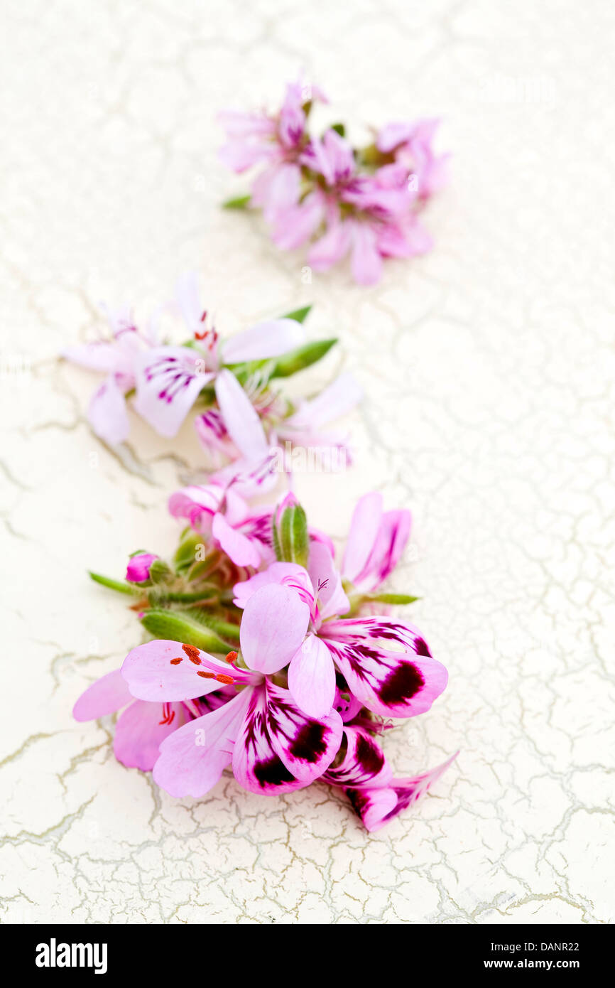 Rose et violet comestibles fleurs sur une surface peinte crème craquelé. Banque D'Images