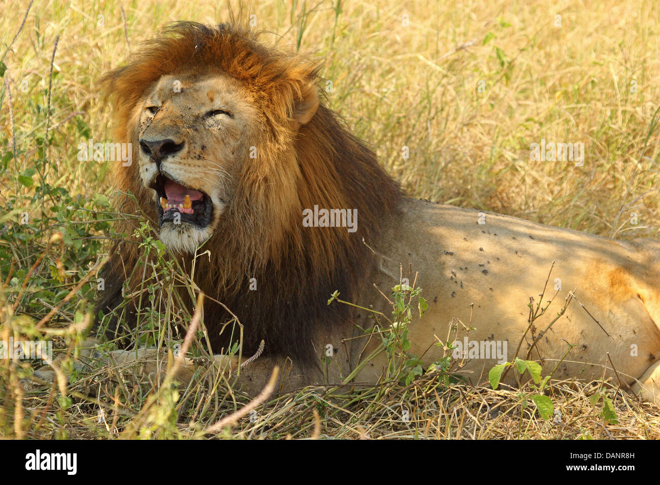 Portrait of a male lion (Panthera leo) contrarié et bâillements Banque D'Images