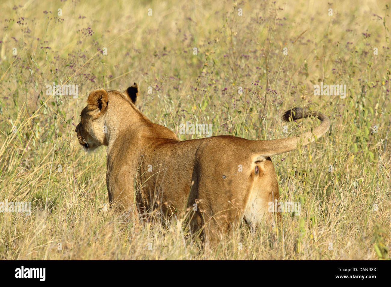 Une lionne (Panthera leo) de derrière prêt pour la chasse Banque D'Images