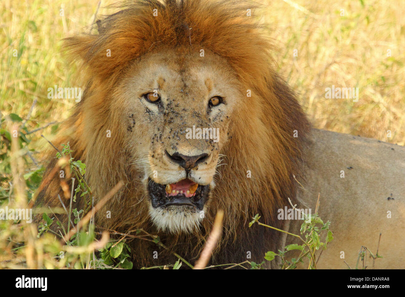 Portrait of a male lion (Panthera leo) Banque D'Images