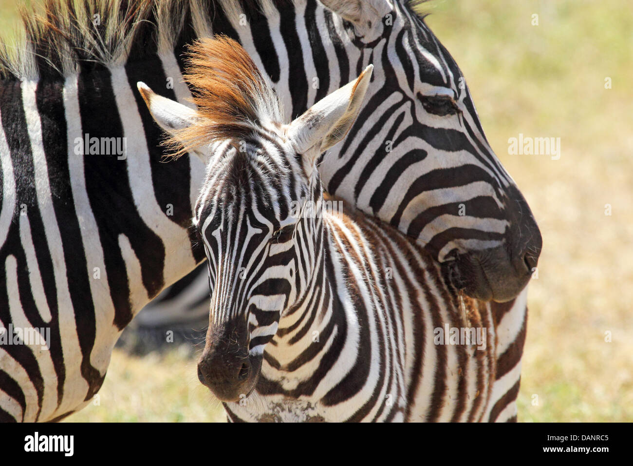 Un bébé zèbre (Equus quagga) et sa mère dans la Ngorongoro Conservation ...