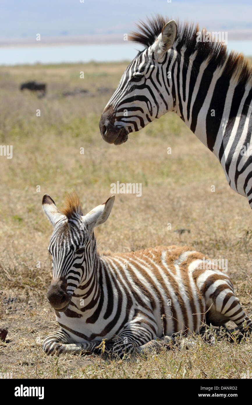 Un bébé zèbre (Equus quagga) couché avec sa mère dans la Ngorongoro ...