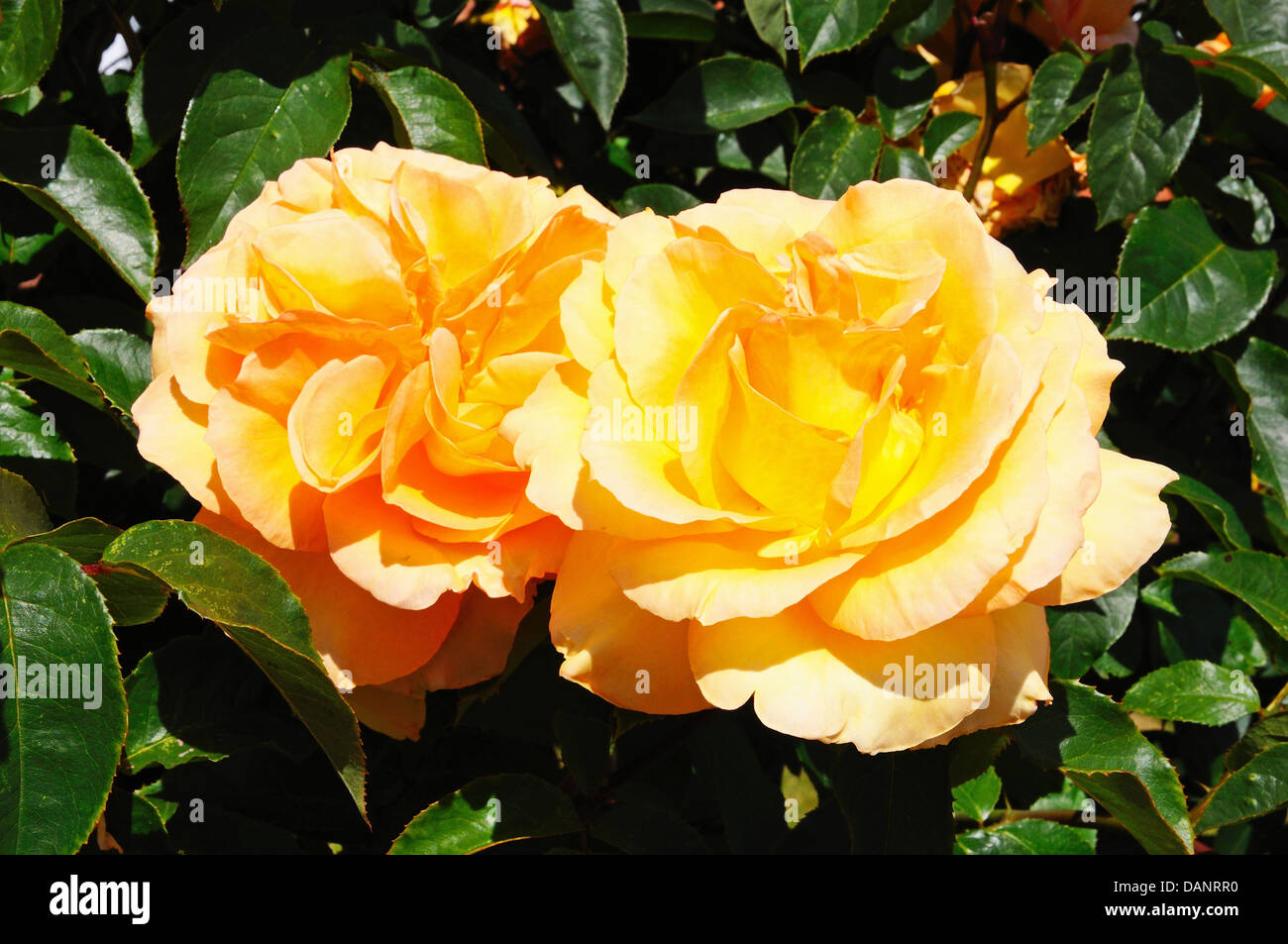 Roses anciennes de couleur pêche en pleine floraison, l'Angleterre, l'Europe de l'Ouest. Banque D'Images