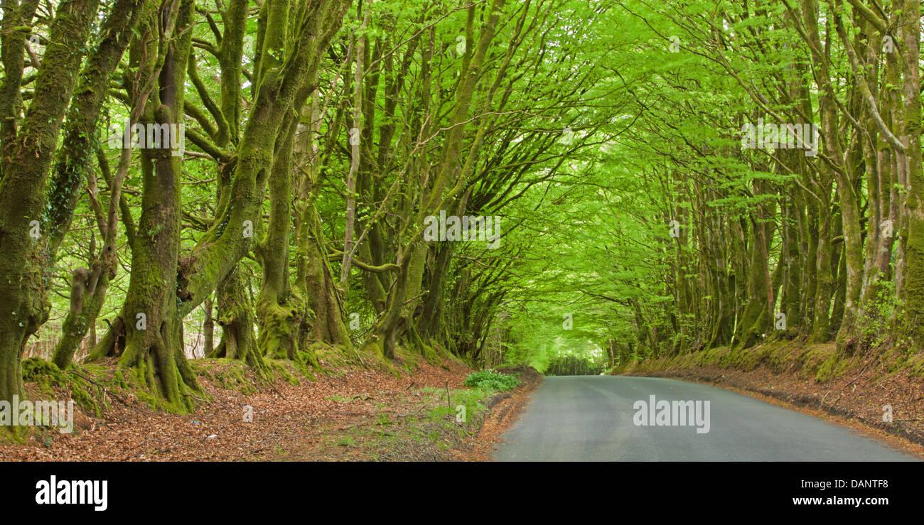 Road et de l'auvent naturel des hêtres (Fagus sylvaticus) au printemps dans le Nord du Devon, Angleterre Banque D'Images