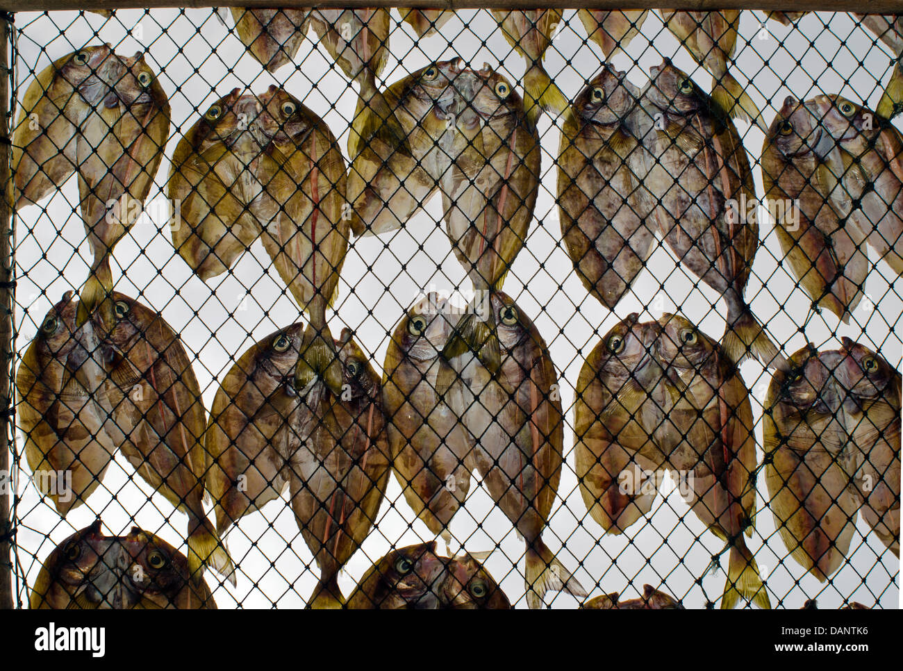 Séchage de poisson traditionnels - Pescadores, Chimei, Taiwan Banque D'Images