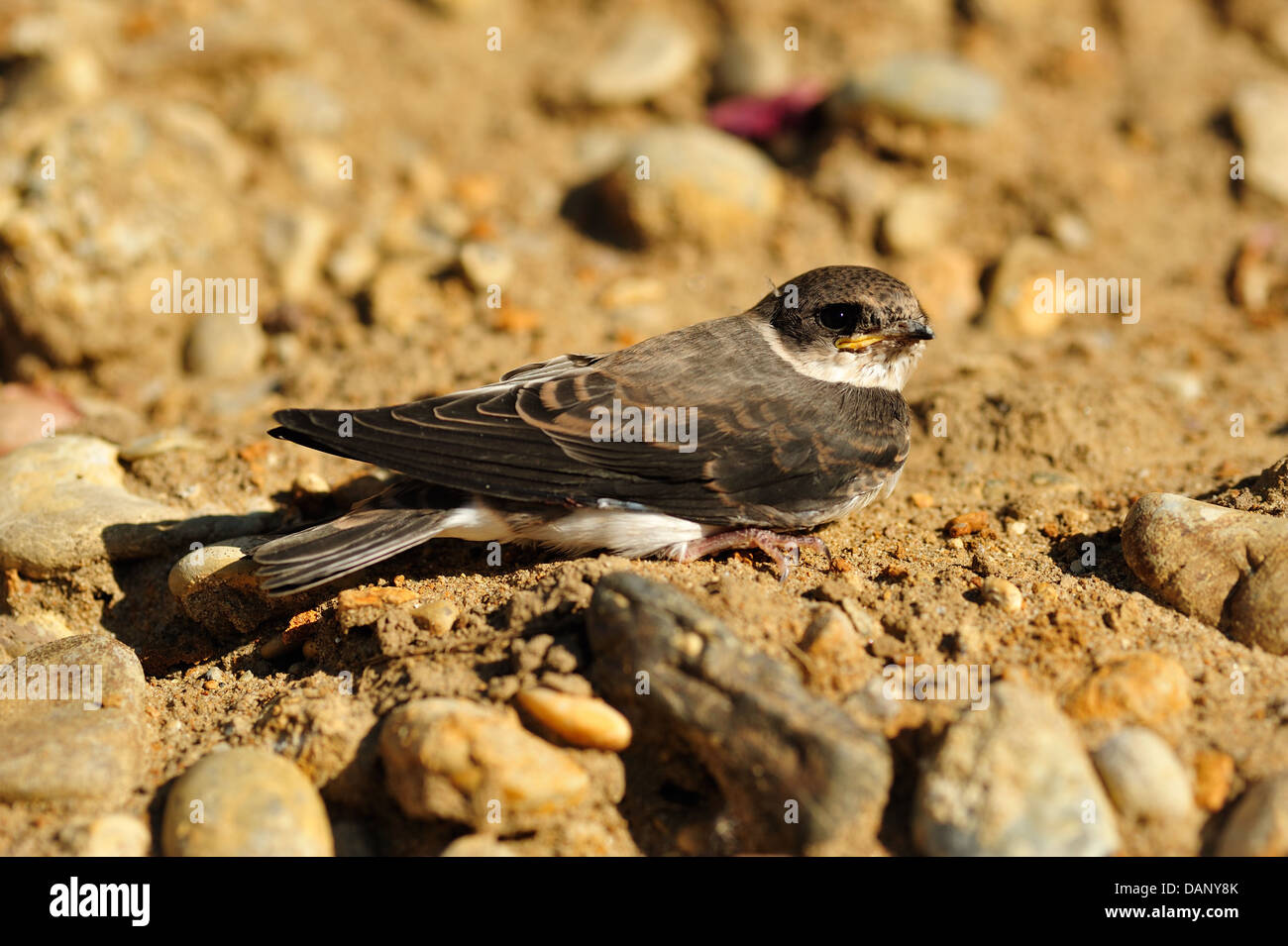 Uferschwalbe, Jungvogel - Sand Martin, les jeunes • Ldkr. Donau-Ries, Bayern, Deutschland Banque D'Images