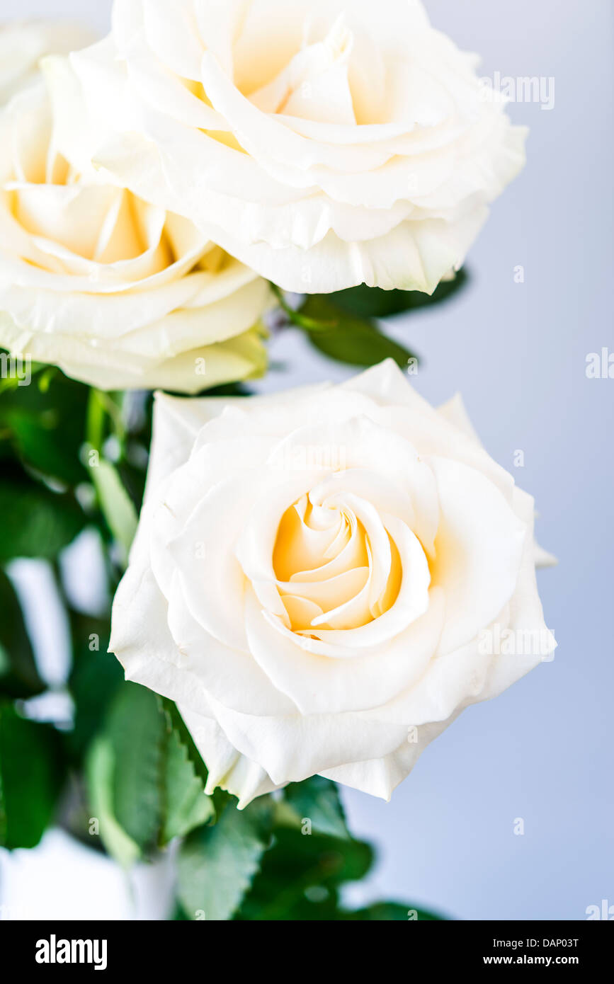 Bouquet de belles roses blanches et tendrement Banque D'Images