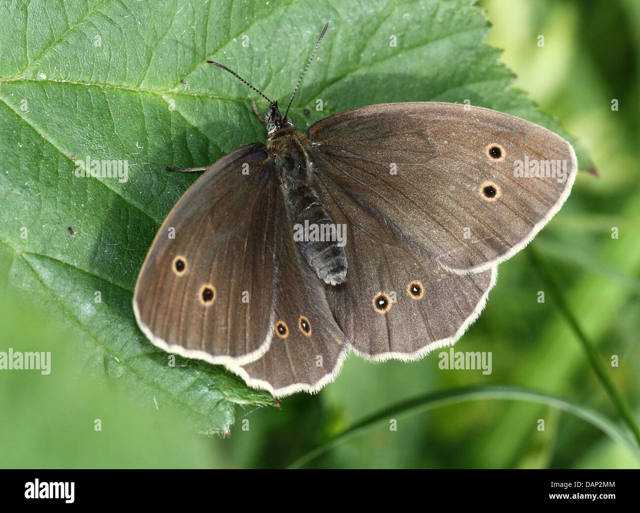 Macro image d'une femelle brown (Aphantopus hyperantus) Ringlet butterfly posant sur une feuille avec les ailes ouvertes Banque D'Images