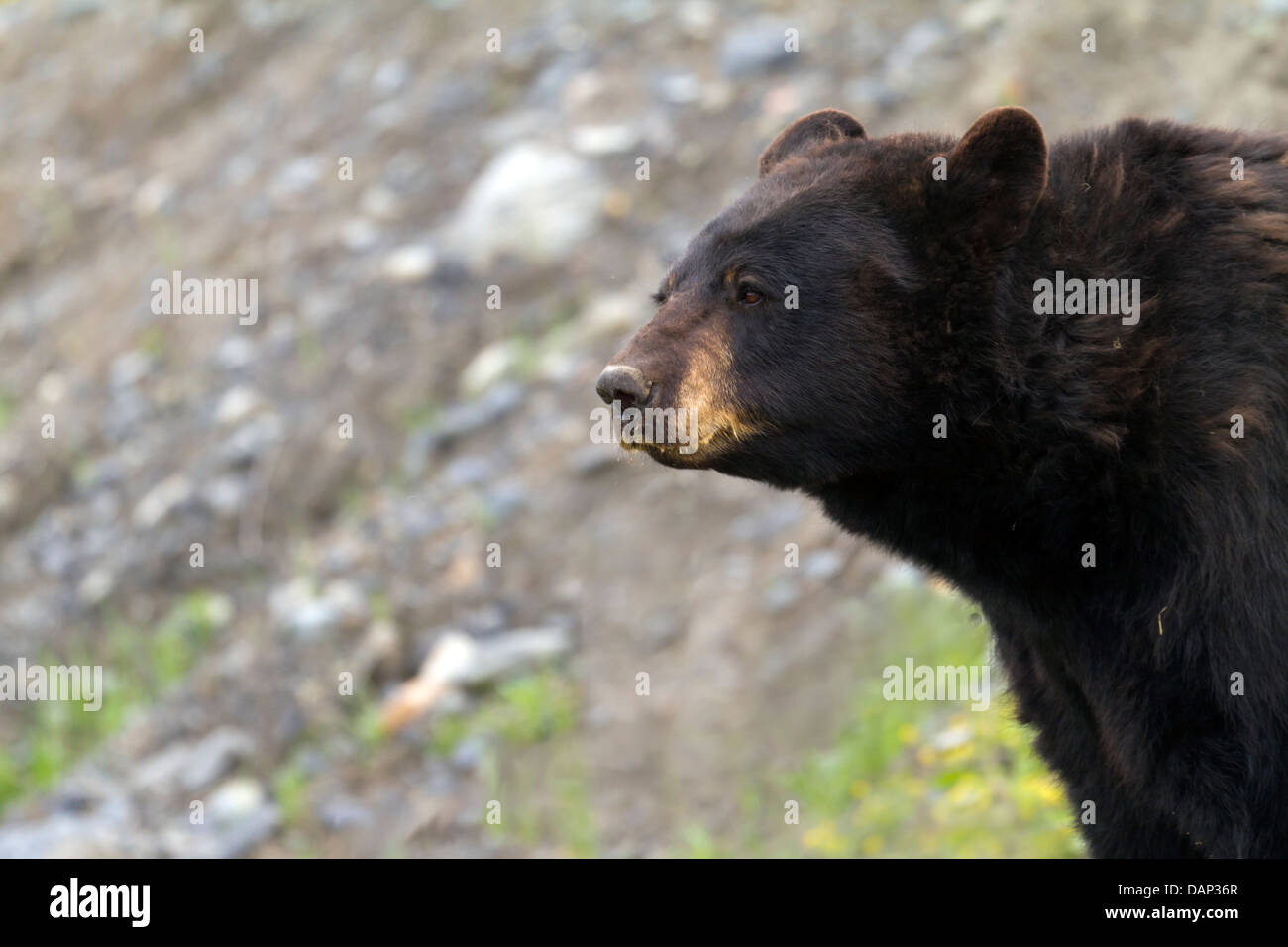 ours noir Banque D'Images