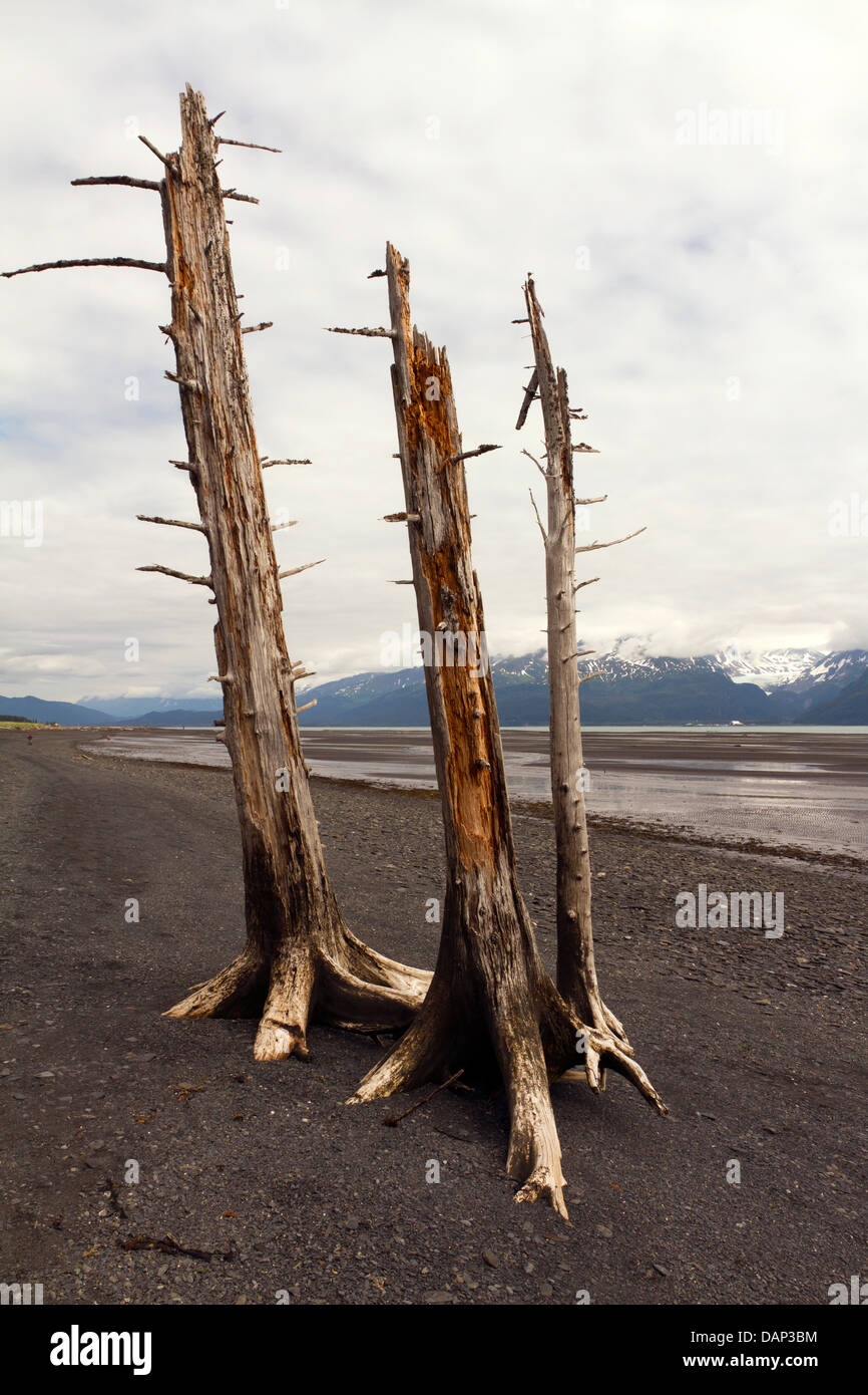 Trois arbres morts sur la plage Banque D'Images