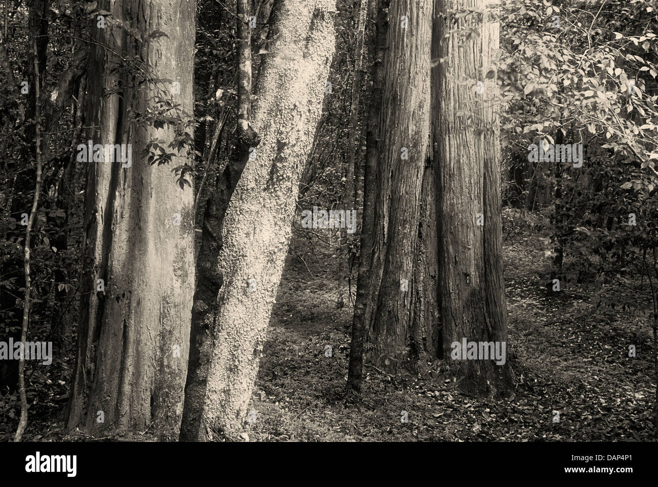 Arbres de la Genièvre Plateau Nyika Park, au Malawi. Banque D'Images