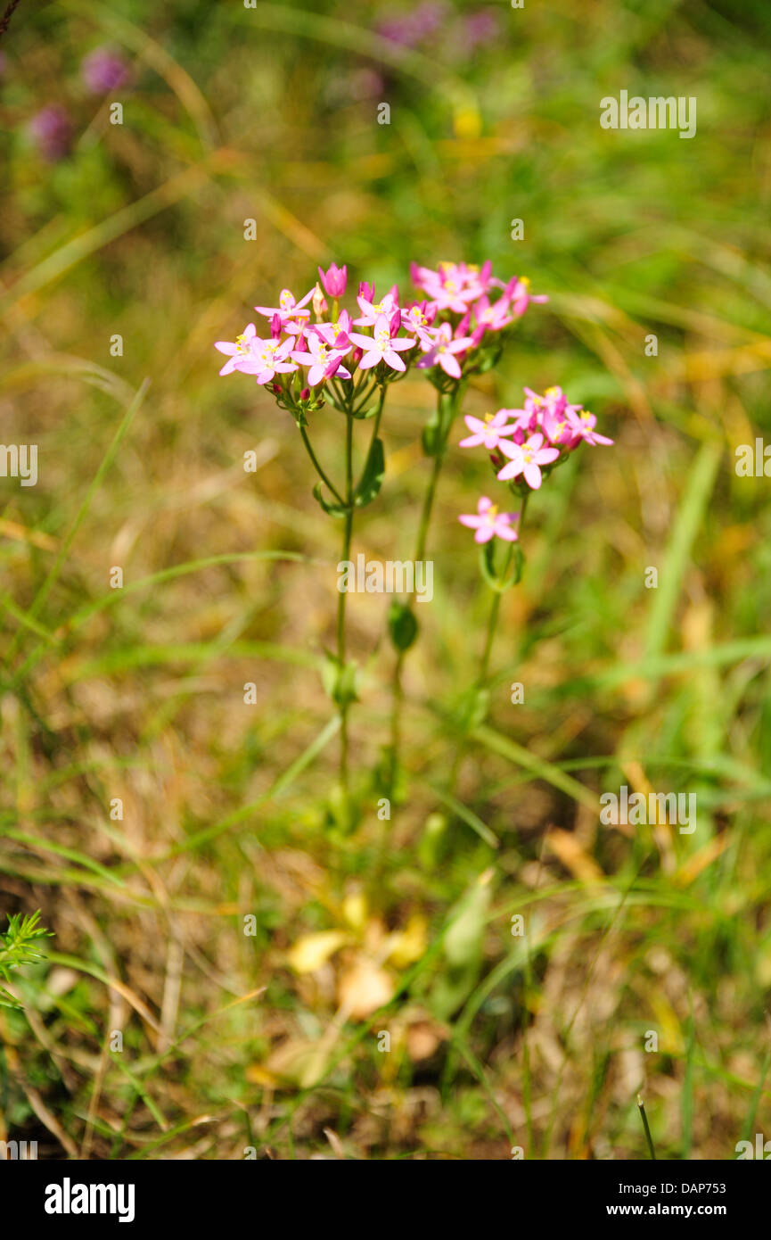 (Centaurium erythraea Echtes Tausendgüldenkraut) • Ostalbkreis, Bade-Wurtemberg, Allemagne Banque D'Images