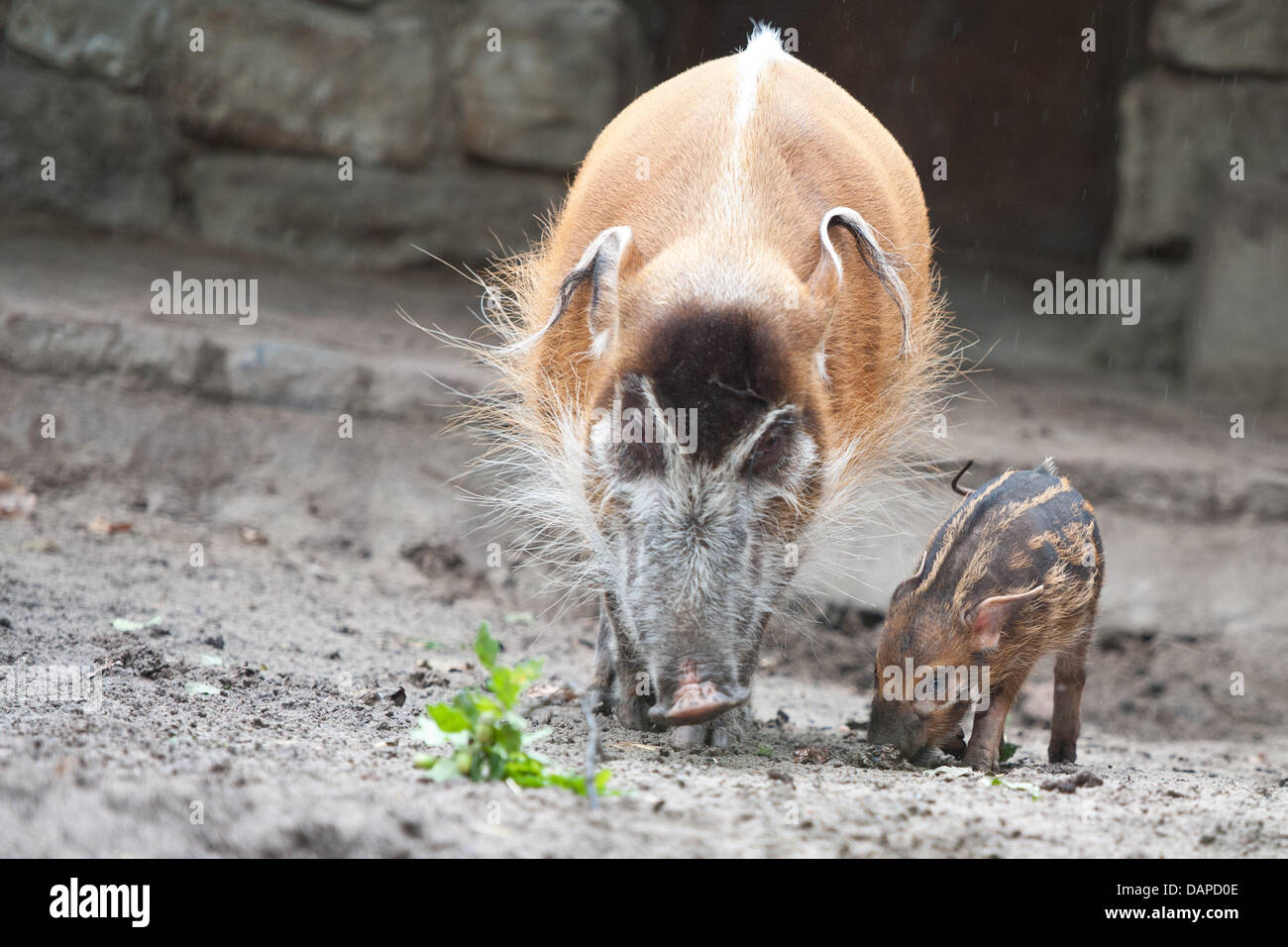 Les jeunes porcs la rivière Rouge (-Potamochoerus porcus) Thomu se trouve à côté de sa mère Dagamba au zoo de Berlin, Allemagne, 12 août 2011. La progéniture est né au zoo le 16 juillet 2011. L'origine des porcs vivent dans l'Ouest, le Centre et l'Est de l'Afrique du Sud. Photo : Tobias KLEINSCHMIDT Banque D'Images