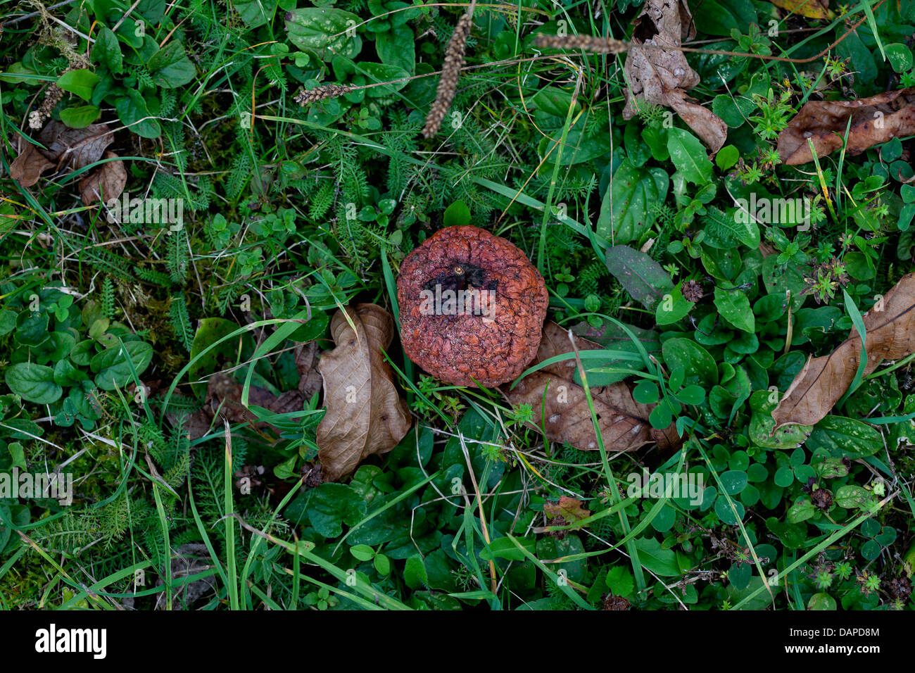 Allemagne, Bavière, Wuerzburg, Rotting apple en jardin Banque D'Images