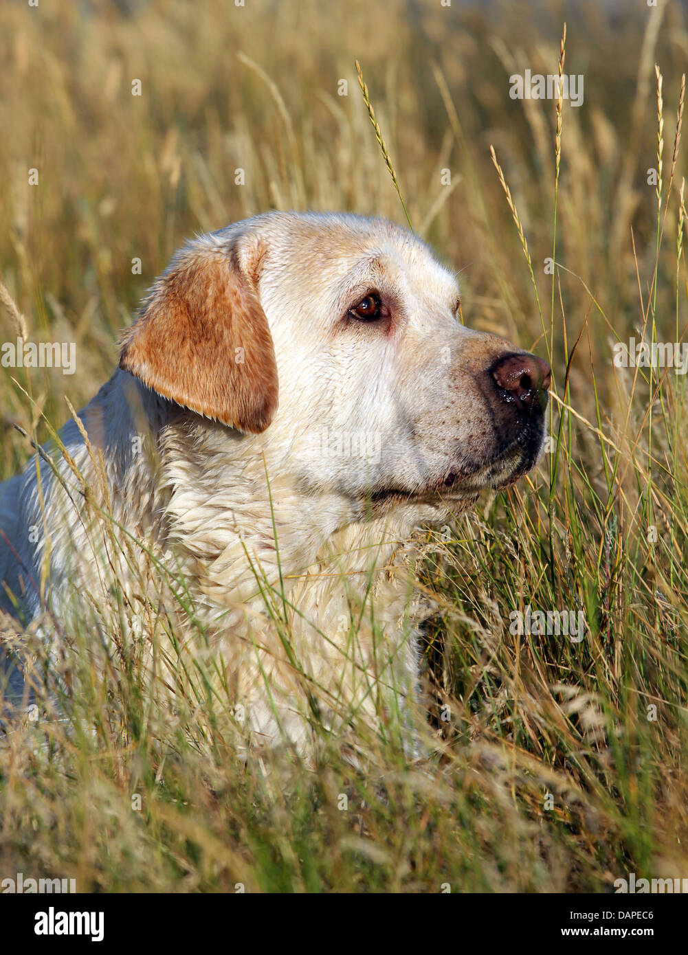 Labrador jaune portrait pose en été dans le domaine Banque D'Images