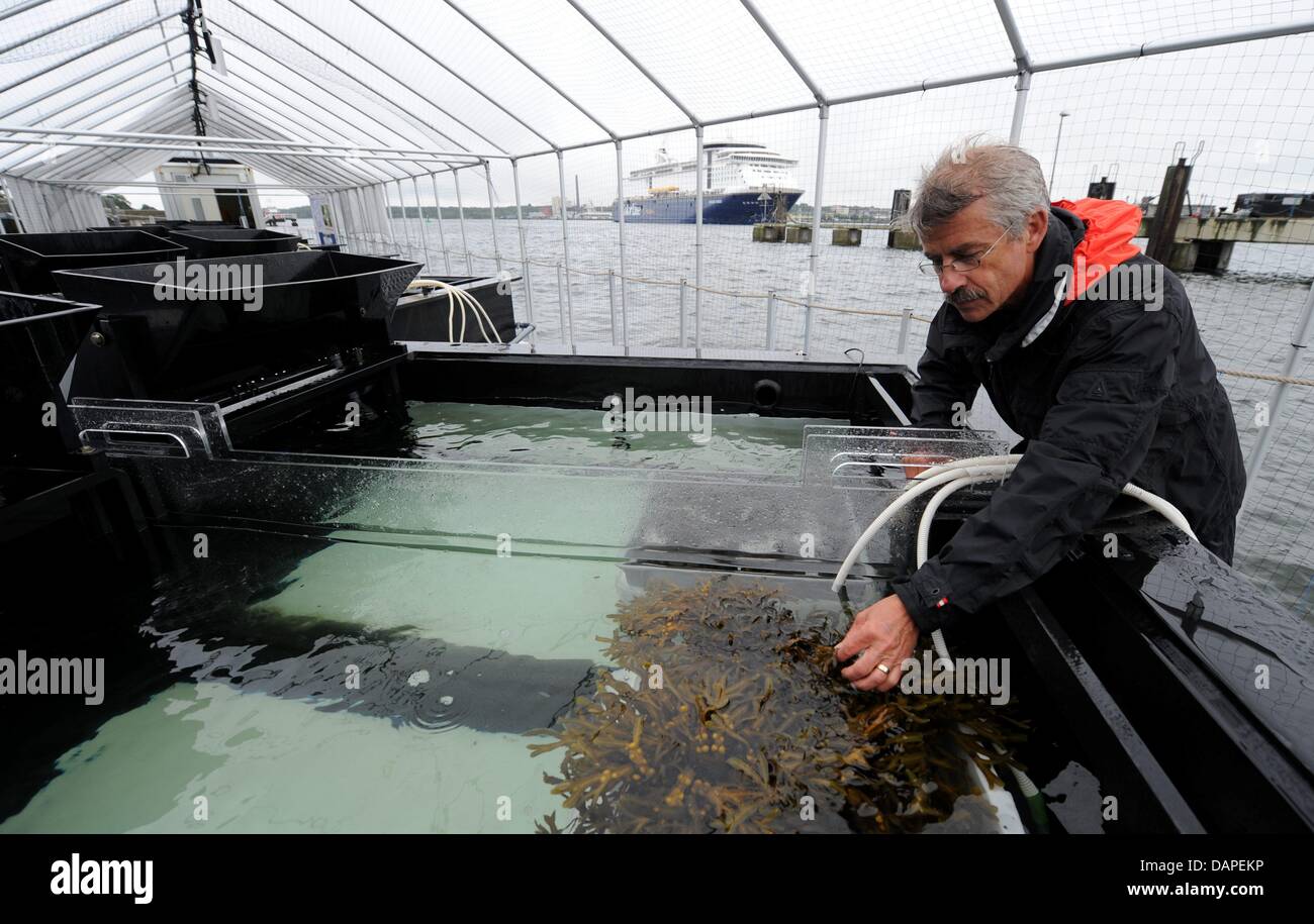 Martin écologiste Wahl se dresse sur un ponton à côté de ce qu'on appelle un Benthokosmos réservoir d'eau à l'aquarium à Kiel, Allemagne, 12 août 2011. Wahl et son équipe de scientifiques de la 'Leibniz Institut für Meereswissenschaften (Ifm-GEOMAR'), un institut de recherche basé à Kiel pour l'océanographie, simulent les conditions sous-marines d'étudier l'impact du changement climatique sur l'environnement à la b Banque D'Images