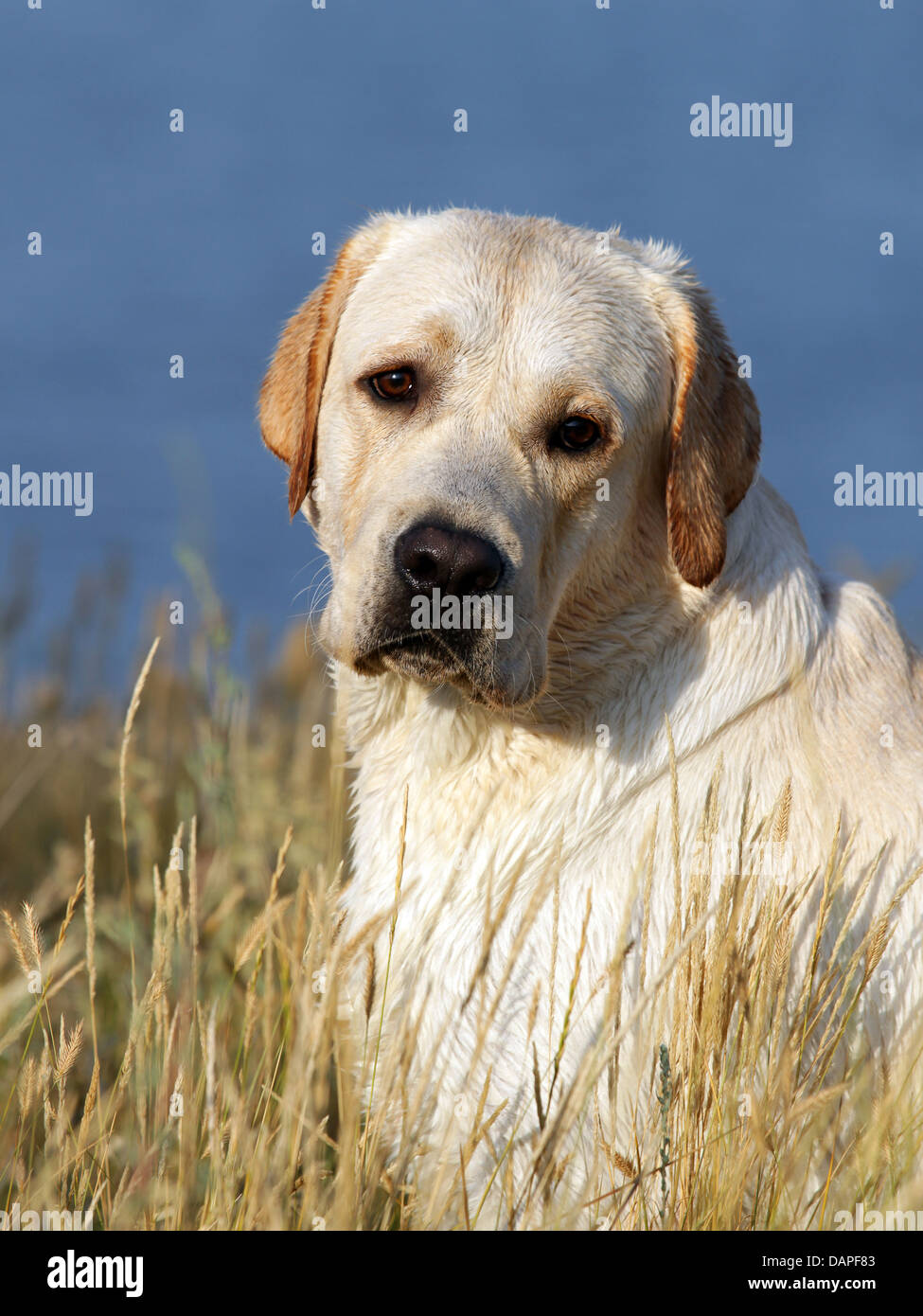 Portrait du labrador jaune en été dans le domaine Banque D'Images
