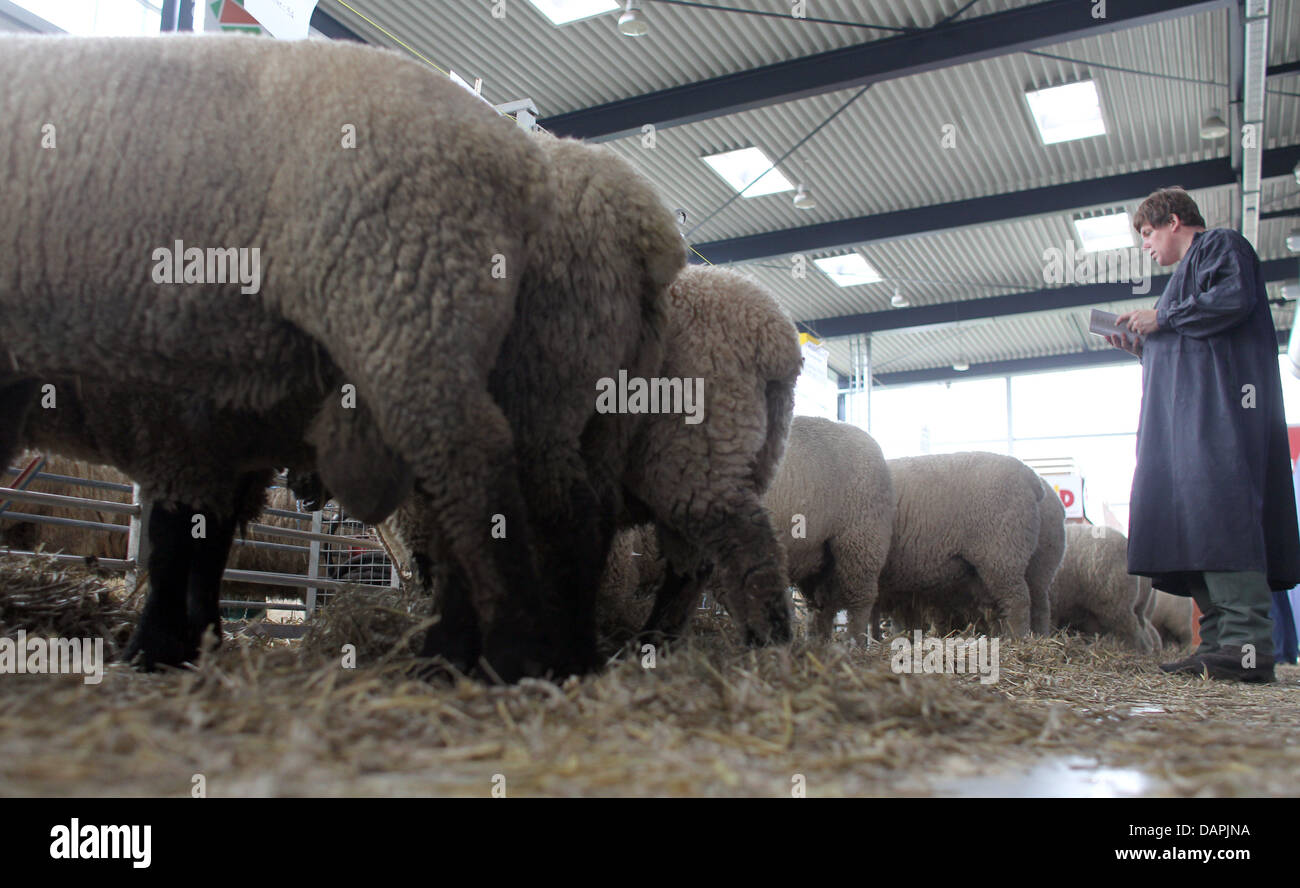 Un berger est à côté d'un certain nombre de moutons à la porte des brebis, à Husum, Allemagne, 24 août 2011. En fonction de l'état du Schleswig-Holstein, l'association des bergers le marché à Husum, est la plus grande de ce genre en Allemagne. Chaque année, de nombreux bergers voyage à la mer du Nord. Brebis Texel, Suffolk moutons, moutons, à tête à tête bleue ('mouton Bleu du Maine') et plus rapides seront u Banque D'Images