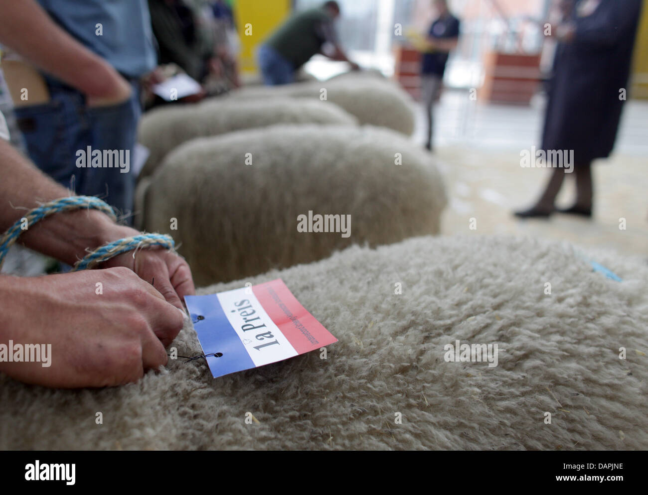 Un berger récompense un mouton à la porte des brebis, à Husum, Allemagne, 24 août 2011. En fonction de l'état du Schleswig-Holstein, l'association des bergers le marché à Husum, est la plus grande de ce genre en Allemagne. Chaque année, de nombreux bergers voyage à la mer du Nord. Brebis Texel, Suffolk moutons, moutons, à tête à tête bleue ('mouton Bleu du Maine') et plus rapides seront en vente. Photo Banque D'Images