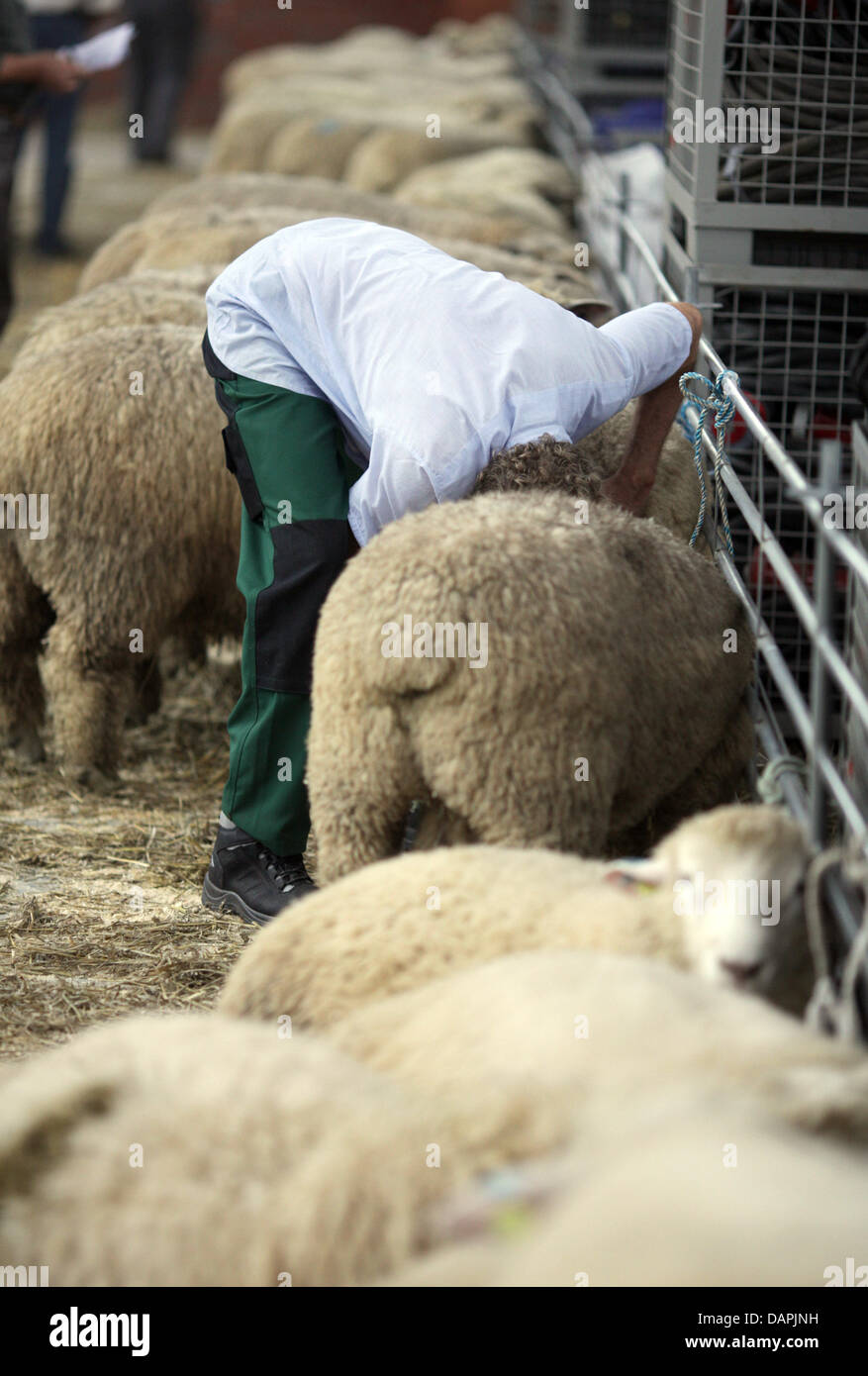Un berger prépare ses brebis avant une cérémonie de remise des prix au marché des moutons à Husum, Allemagne, 24 août 2011. En fonction de l'état du Schleswig-Holstein, l'association des bergers le marché à Husum, est la plus grande de ce genre en Allemagne. Chaque année, de nombreux bergers voyage à la mer du Nord. Brebis Texel, Suffolk moutons, moutons, à tête à tête bleue ('mouton Bleu du Maine') et swif Banque D'Images