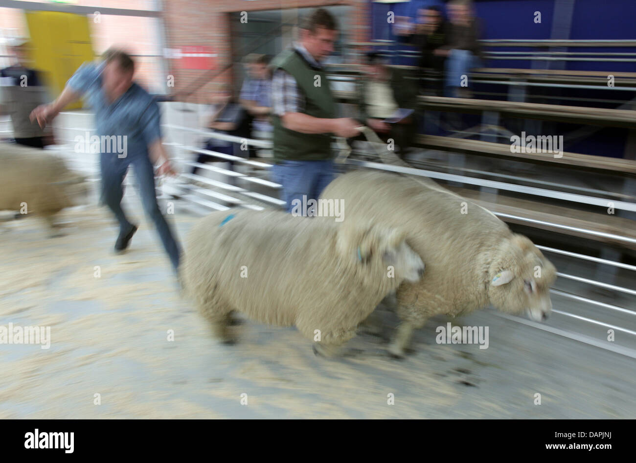 Les bergers conduisent leurs moutons au jury pour une cérémonie de remise des prix au marché des moutons à Husum, Allemagne, 24 août 2011. En fonction de l'état du Schleswig-Holstein, l'association des bergers le marché à Husum, est la plus grande de ce genre en Allemagne. Chaque année, de nombreux bergers voyage à la mer du Nord. Brebis Texel, Suffolk moutons, moutons, à tête à tête bleue ('mouton Bleu du Maine') et Banque D'Images